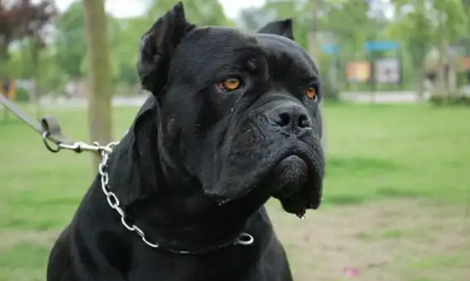 关于卡斯罗犬绝育术后的护理知识，你一定要知道！