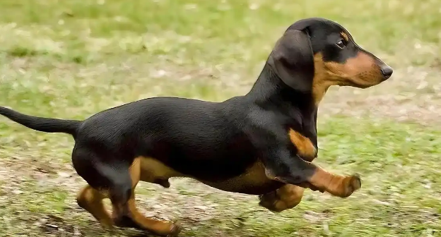 腊肠犬感染狂犬病毒风险解析：科学认知与预防指南