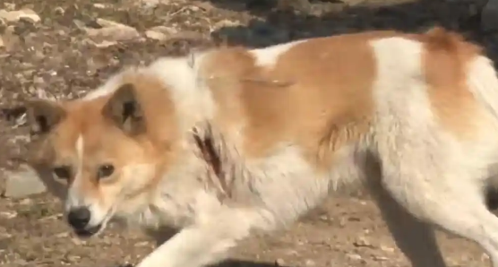 女子的鞋店来了五只狗顾客。网友:看似一身毛, 实则一毛都没有 女子的鞋店来了五只狗顾客。网友:看似一身毛, 实则一毛都没有