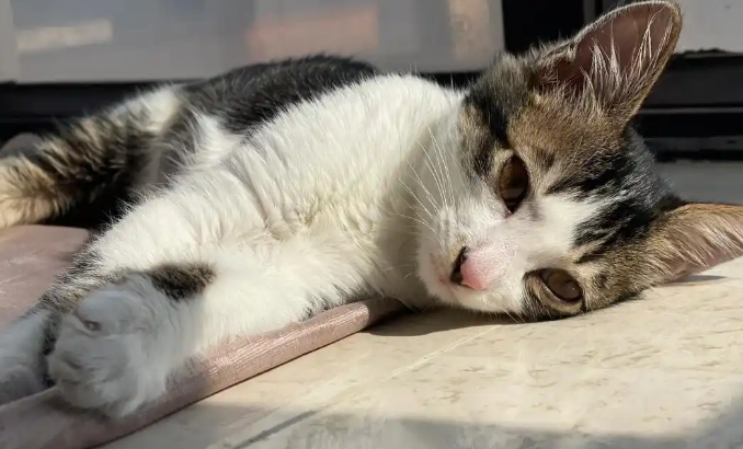 猫咪精神萎靡且全身抽搐是癫痫吗