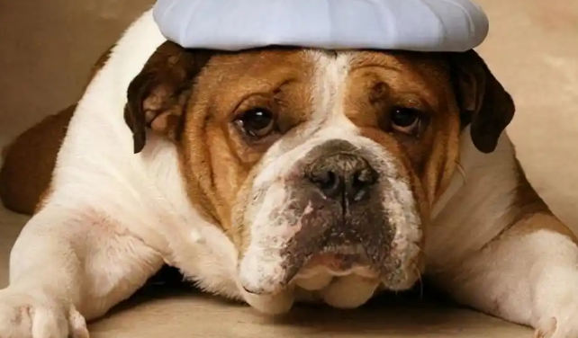 狗狗胆囊炎出现呕吐该怎么处理 狗狗胆囊炎出现呕吐该怎么处理