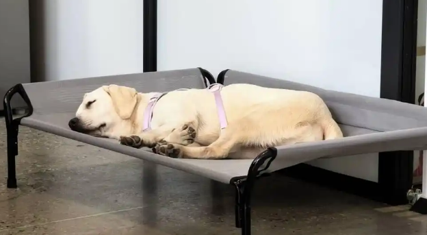 实现“撸猫撸狗自由”！宁波一公司允许员工带宠物上班