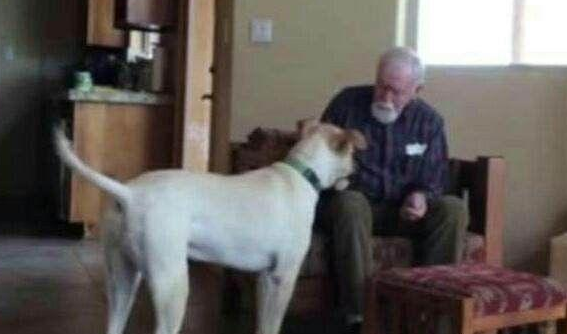 儿子送狗狗陪伴老年痴呆的父亲,在手机上看到家里监控后泪流满面 儿子送狗狗陪伴老年痴呆的父亲,在手机上看到家里监控后泪流满面