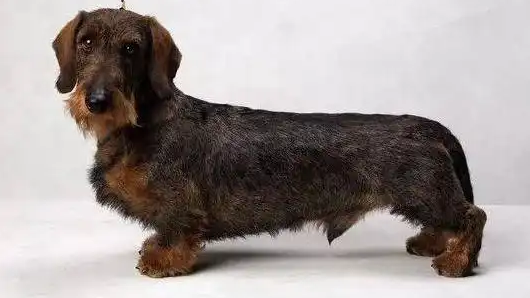 腊肠犬意外中毒怎么办?3个步骤一起拯救狗命 腊肠犬意外中毒怎么办?3个步骤一起拯救狗命