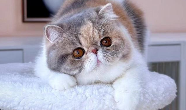 加菲猫互动技巧介绍:被动式亲密里的相处哲学 加菲猫互动技巧介绍:被动式亲密里的相处哲学