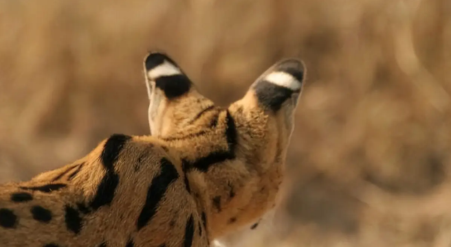 河北石家庄发现薮猫,本应在非洲的猛兽,为何在我国野外出现了? 河北石家庄发现薮猫,本应在非洲的猛兽,为何在我国野外出现了?