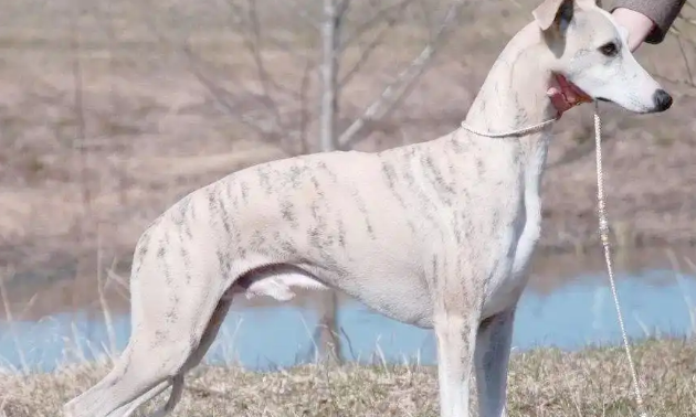 惠比特犬的被毛与颜色深度解析，值得收藏！