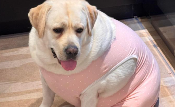 狗狗发胖怎么办 狗狗发胖怎么办