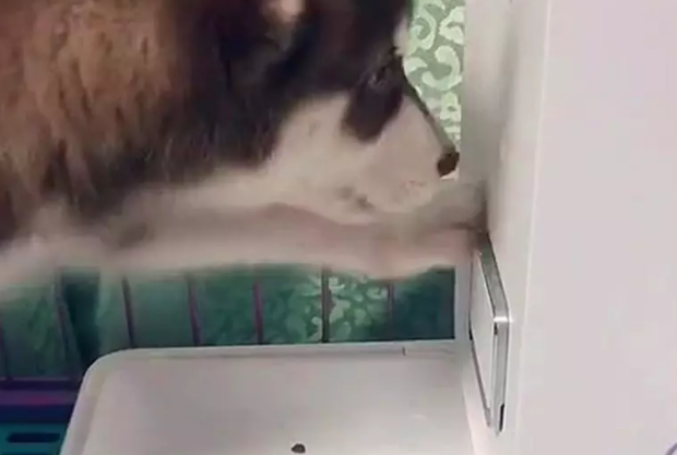 狗狗看着投食器,启动之后依然空着的饭碗,懵了! 狗狗看着投食器,启动之后依然空着的饭碗,懵了!