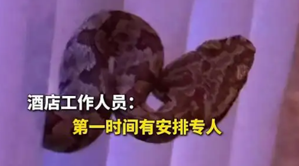酒店大堂惊现毒蛇,小孩以为是假蛇还去摸了,店方:已放生 酒店大堂惊现毒蛇,小孩以为是假蛇还去摸了,店方:已放生