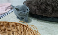 猫疥螨怎么治疗