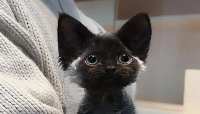 德文卷毛猫多少钱一只?为何会越来越流行? 德文卷毛猫多少钱一只?为何会越来越流行?