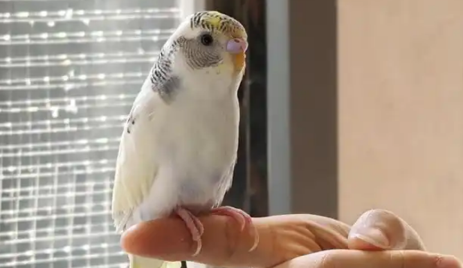 萌宠消费新纪元 情感经济驱动三千亿市场 萌宠消费新纪元 情感经济驱动三千亿市场