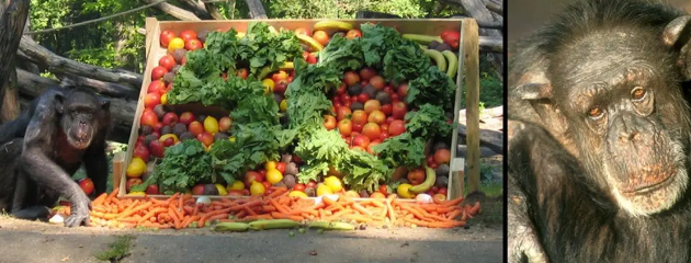 59岁黑猩猩拒绝进食,直到听到了熟悉的声音后,奇迹居然发生了 59岁黑猩猩拒绝进食,直到听到了熟悉的声音后,奇迹居然发生了