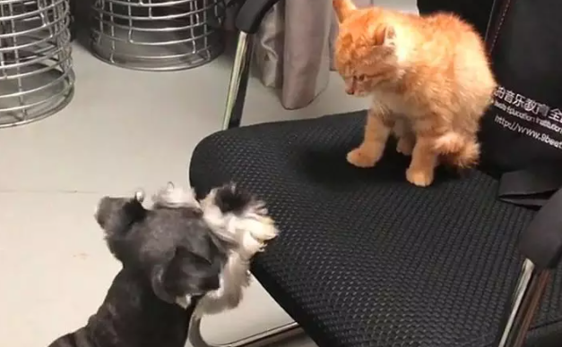 狗狗想抢猫咪的椅子,没成功还被打了一顿,气的咬椅子撒气 狗狗想抢猫咪的椅子,没成功还被打了一顿,气的咬椅子撒气