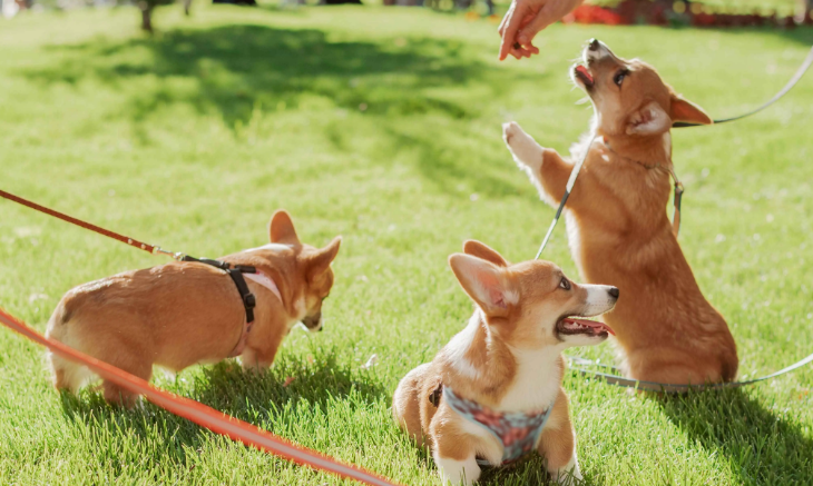 “它经济”热力攀升 宠物产业乘势而上 “它经济”热力攀升 宠物产业乘势而上