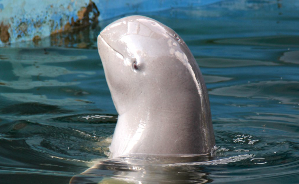 江豚靠什么呼吸