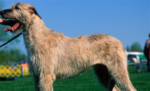 爱尔兰雷达犬若遭遇脑炎，科学应对能带来哪些积极可能？