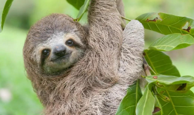 到底是树懒还是树獭 到底是树懒还是树獭