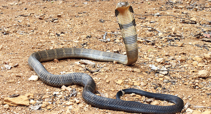 贵州一男子将眼镜蛇挂在脖子上玩,被咬一口毙命 贵州一男子将眼镜蛇挂在脖子上玩,被咬一口毙命