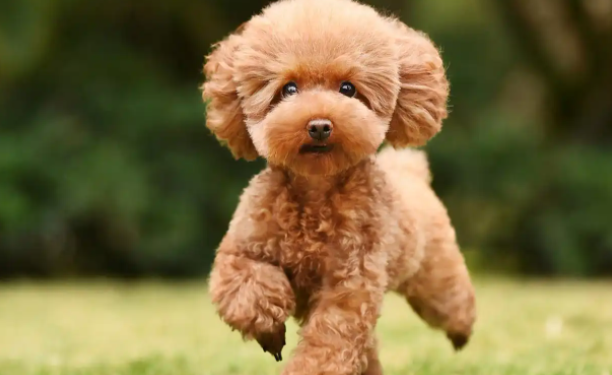 贵宾犬的优点和缺点是什么?看完你就明白了 贵宾犬的优点和缺点是什么?看完你就明白了