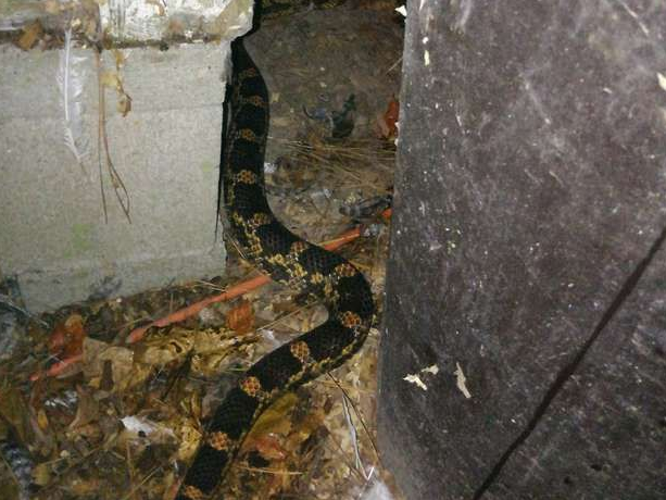 蛇和鸡混成了好朋友,母鸡免费给取暖,走时候还送两颗蛋 蛇和鸡混成了好朋友,母鸡免费给取暖,走时候还送两颗蛋