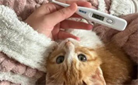 猫咪发烧不退可能是什么病？
