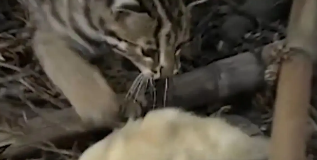 广东老太在山上捡了只小野猫养,养大后人懵了 广东老太在山上捡了只小野猫养,养大后人懵了