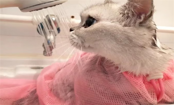用贝乐佳猫袋给猫洗澡咋能洗干净