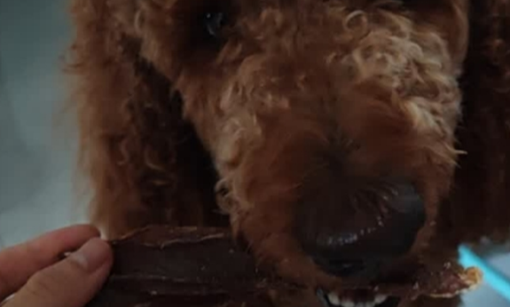 纠结狗狗零食哪个牌子安全?Meatyway爵宴鸭肉干给你答案 纠结狗狗零食哪个牌子安全?Meatyway爵宴鸭肉干给你答案