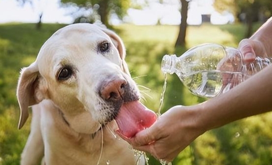 狗狗脱水怎么快速补水呢 狗狗脱水怎么快速补水呢