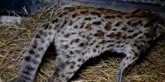 广东老太在山上捡了只小野猫养,养大后人懵了 广东老太在山上捡了只小野猫养,养大后人懵了