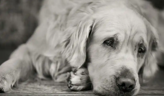 狗狗为什么得抑郁症