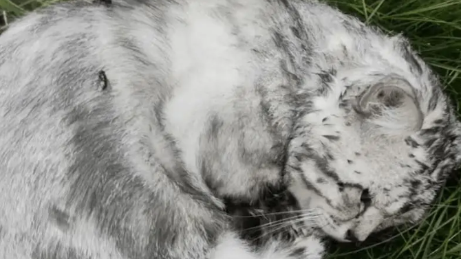 小姐姐发现一只被苍蝇包围的流浪猫,幸好小姐姐比死神先来到 小姐姐发现一只被苍蝇包围的流浪猫,幸好小姐姐比死神先来到