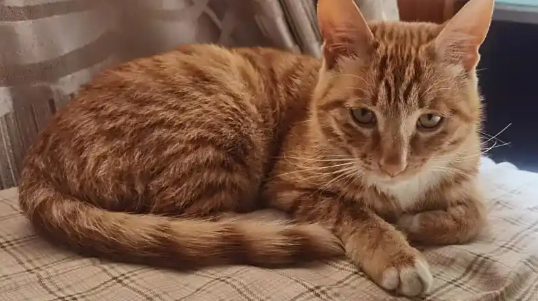 猫尿道造口术输液几天