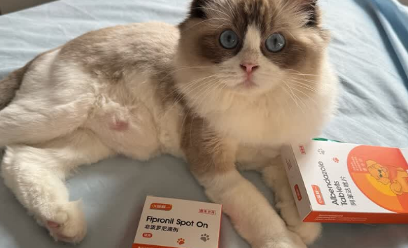 宠物驱虫药什么牌子好?小蓝新一,猫咪驱虫的安心之选 宠物驱虫药什么牌子好?小蓝新一,猫咪驱虫的安心之选