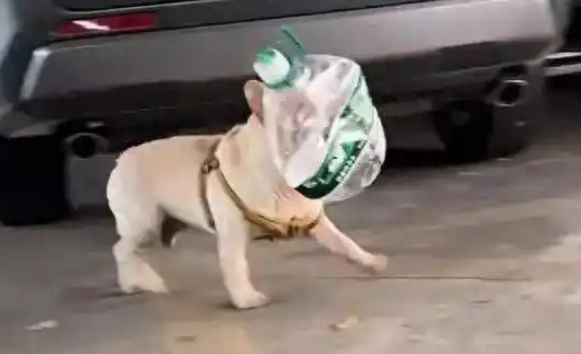 5岁小狗沉迷捡瓶子，每天早中晚捡3次，五年攒下1万多元！