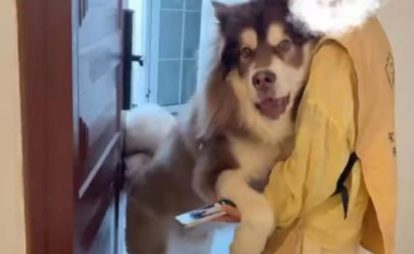 女子上门代喂，被100多斤阿拉斯加犬咬伤遭毁容