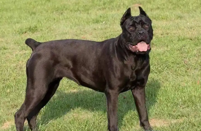 卡斯罗犬咳嗽怎么治疗？先找病因再科学应对