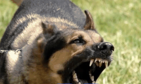 6岁女童“主动上前来挑逗宠物犬”被咬伤，狗主人担全责！