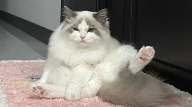 揭秘猫咪寿命:田园猫与纯种猫的显著差异与健康因素 揭秘猫咪寿命:田园猫与纯种猫的显著差异与健康因素