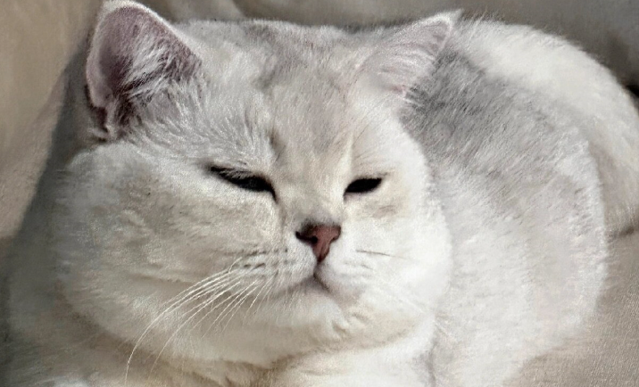原来银渐层猫竟是“贵族血统”:源于英短的毛色选育杰作 原来银渐层猫竟是“贵族血统”:源于英短的毛色选育杰作