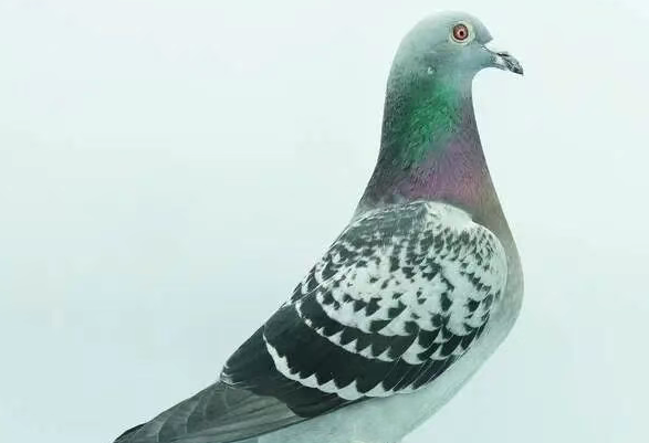 为什么每年入冬时鸽子容易生病?怎么预防? 为什么每年入冬时鸽子容易生病?怎么预防?