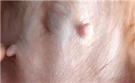 狗狗乳腺肿瘤的症状