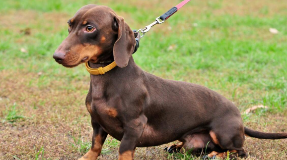 腊肠犬对主人忠心吗?看完你就知道了 腊肠犬对主人忠心吗?看完你就知道了
