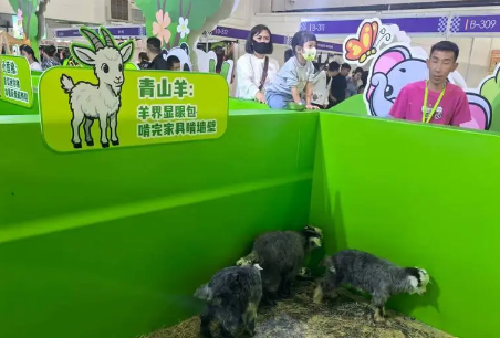 呼和浩特市民本周末共赴“毛孩子”的盛宴 呼和浩特市民本周末共赴“毛孩子”的盛宴