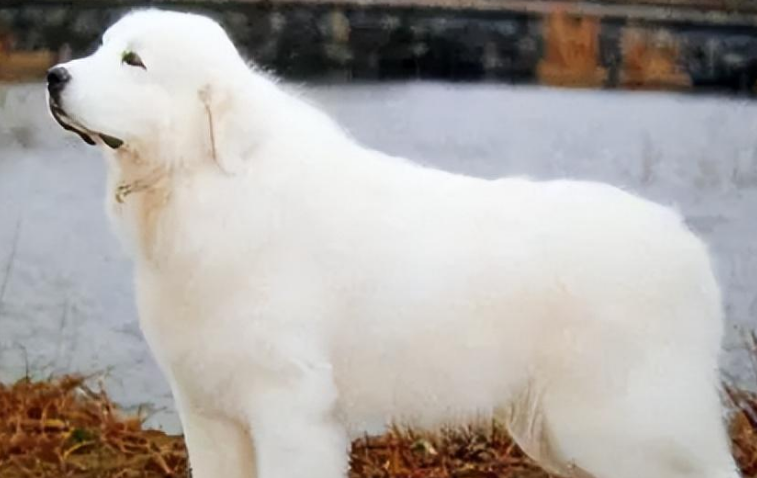 大白熊犬可以活多久?寿命影响因素与养护指南 大白熊犬可以活多久?寿命影响因素与养护指南