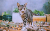 猫咪气管炎会导致呼吸困难吗