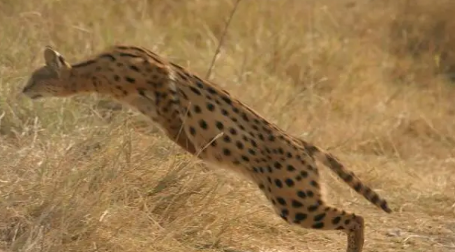 河北石家庄发现薮猫,本应在非洲的猛兽,为何在我国野外出现了? 河北石家庄发现薮猫,本应在非洲的猛兽,为何在我国野外出现了?
