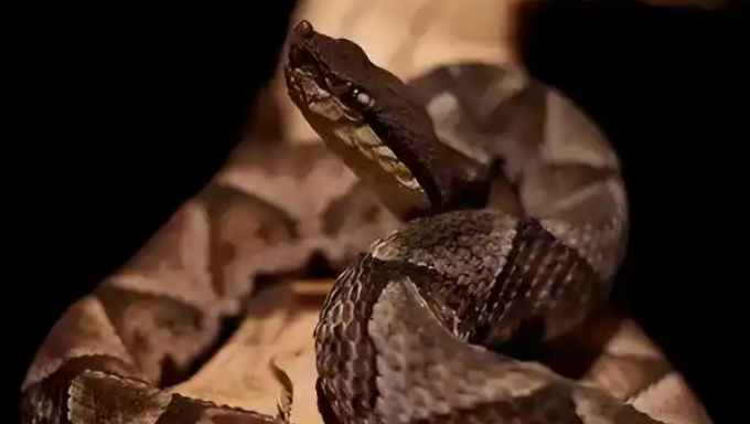 居民被毒蛇咬伤 交警17分钟护送就医